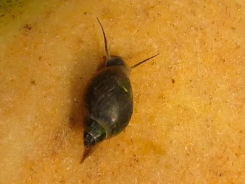Common Bladder Snail - photo 4