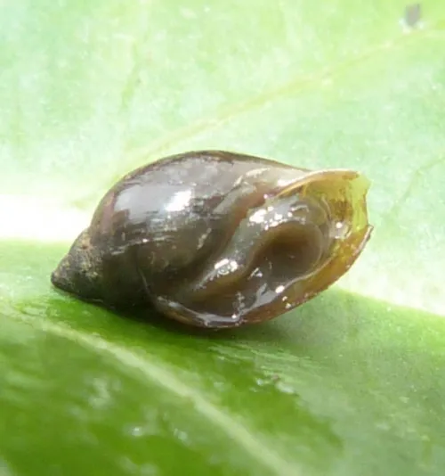 Common Bladder Snail - photo 6
