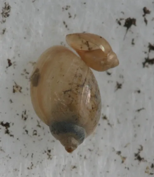 Common Bladder Snail - photo 7