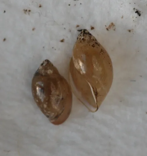 Common Bladder Snail - photo 8