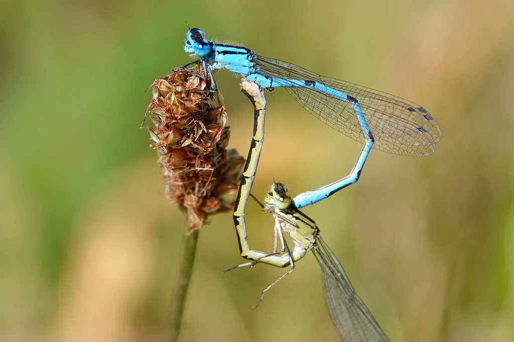 Common Blue Damselfly - photo 2
