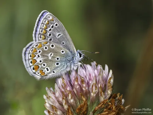Common Blue - Polyommatus icarus