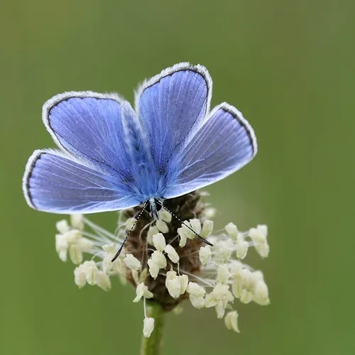 Common Blue - photo 4