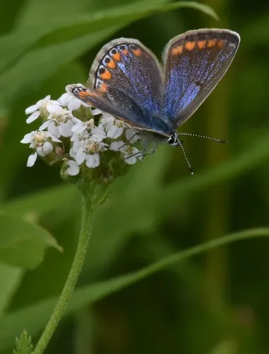 Common Blue - photo 5