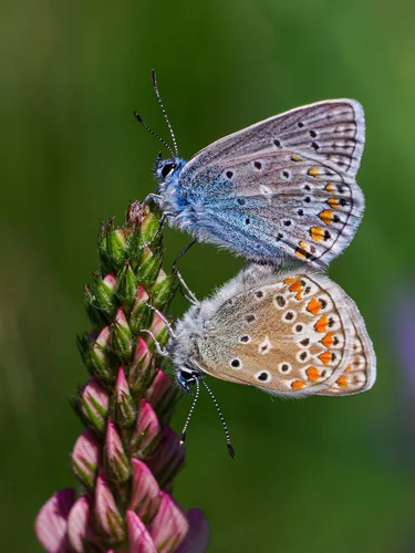 Common Blue - photo 6