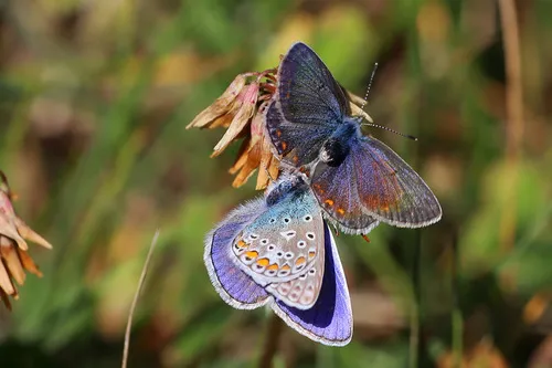 Common Blue - photo 7