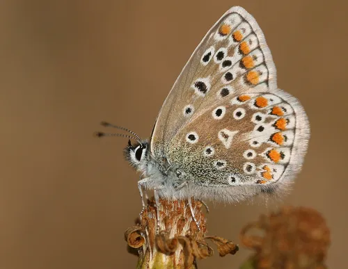 Common Blue - photo 8