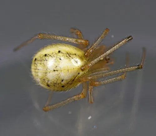 Common Candy-striped Spider sensu stricto