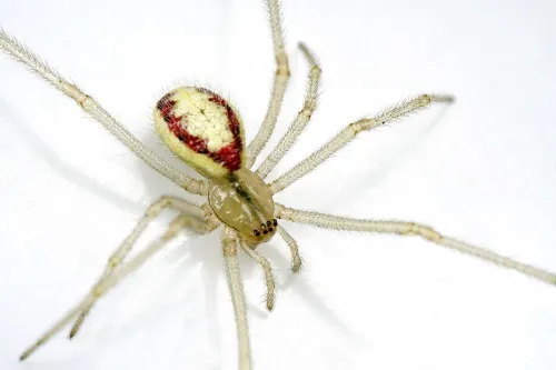 Common Candy-striped Spider sensu stricto - photo 2