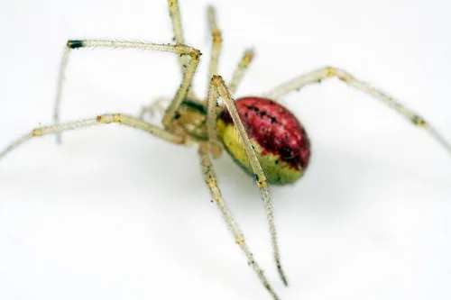 Common Candy-striped Spider sensu stricto - photo 3