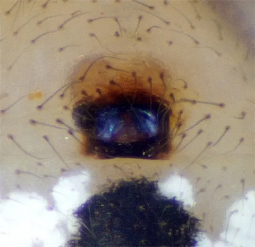 Common Candy-striped Spider sensu stricto - photo 4