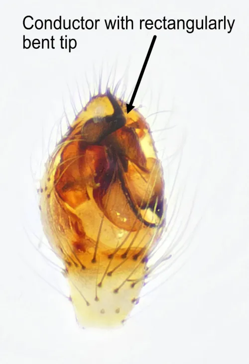 Common Candy-striped Spider sensu stricto - photo 5