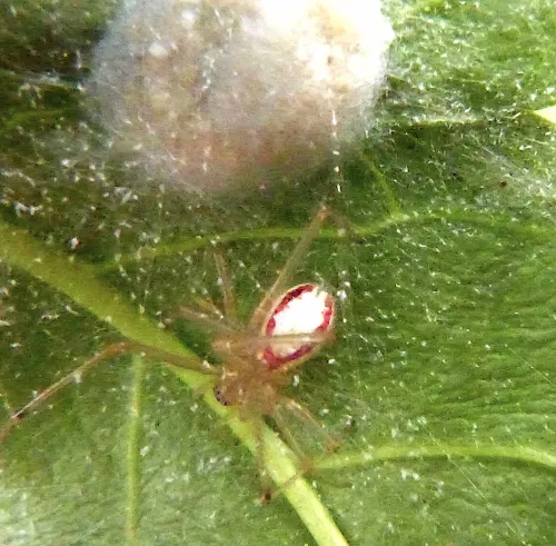 Common Candy-striped Spider sensu stricto - photo 6