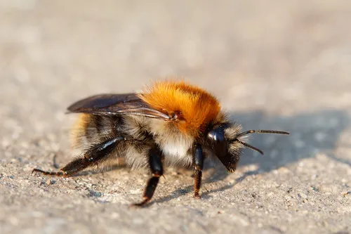 Common Carder Bumblebee