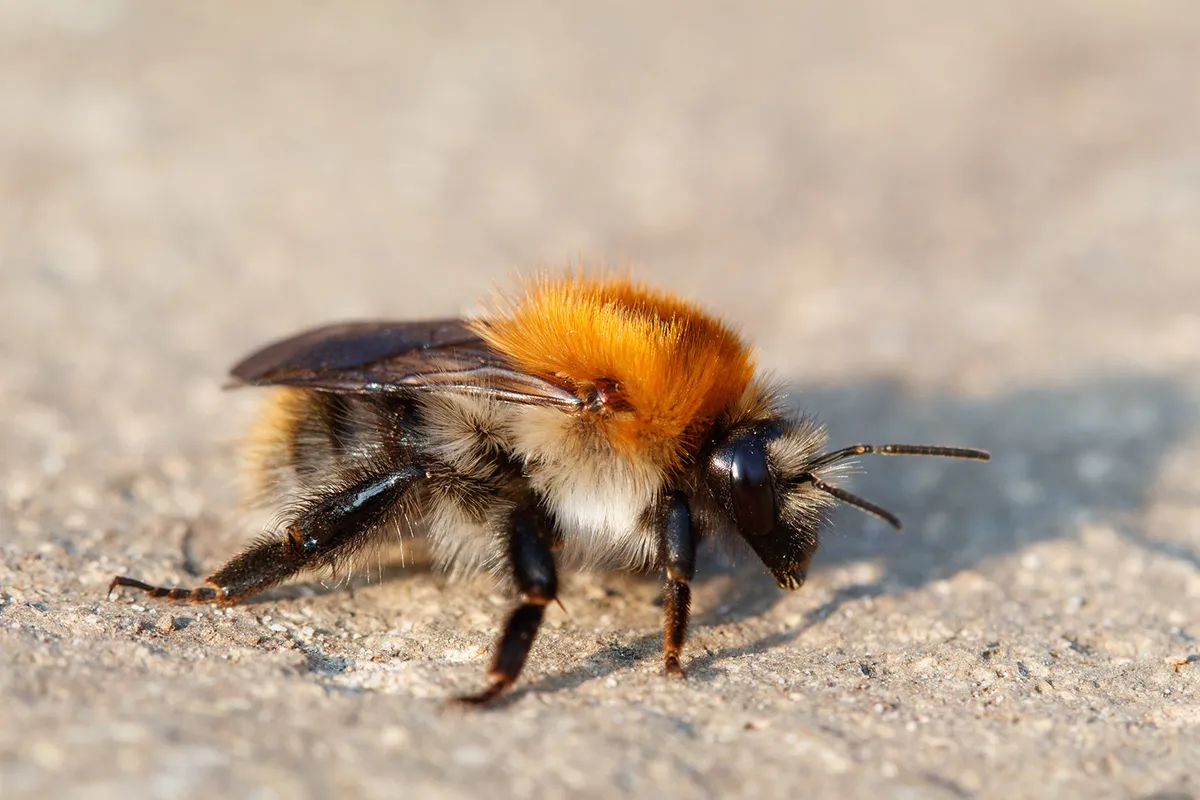 Common Carder Bumblebee - photo 3