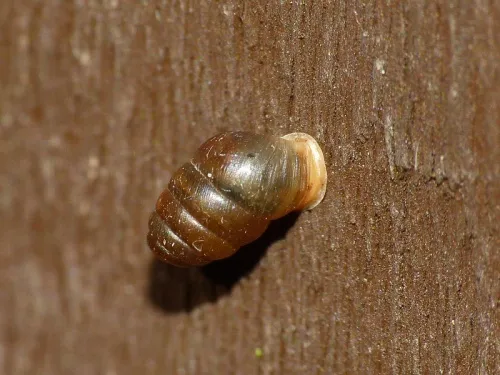Common Chrysalis Snail