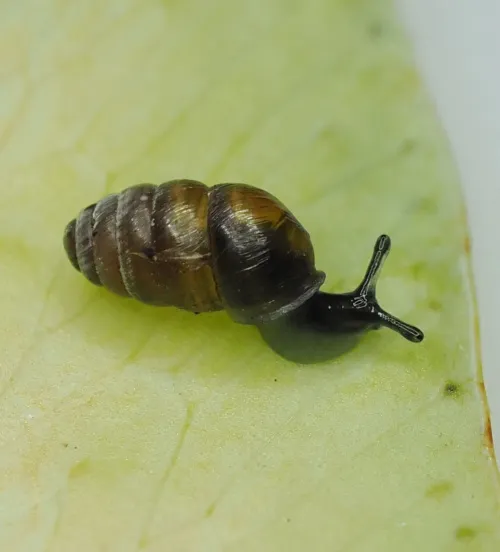 Common Chrysalis Snail - photo 2