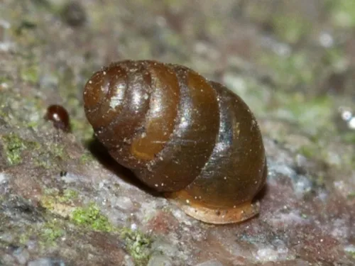 Common Chrysalis Snail - photo 3