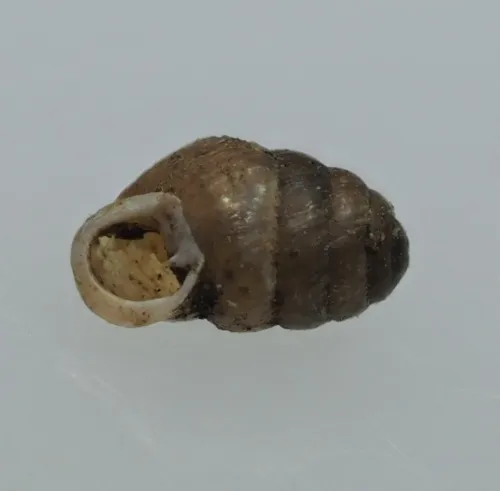 Common Chrysalis Snail - photo 4