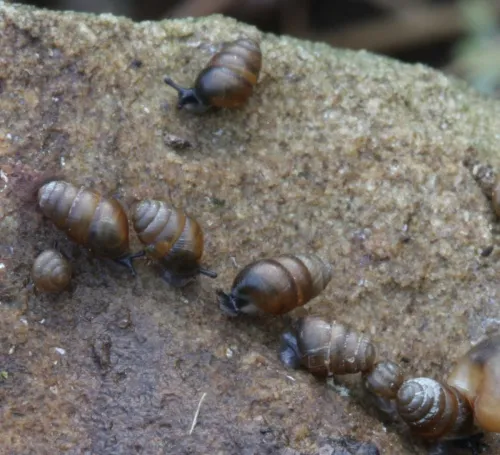 Common Chrysalis Snail - photo 5