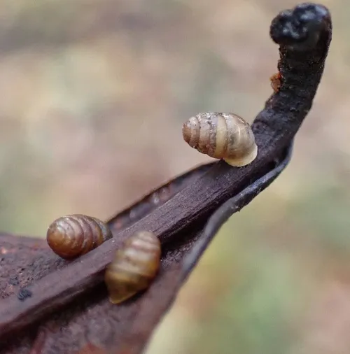 Common Chrysalis Snail - photo 6