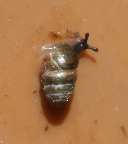 Common Chrysalis Snail - photo 7