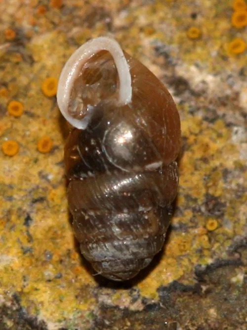 Common Chrysalis Snail - photo 8