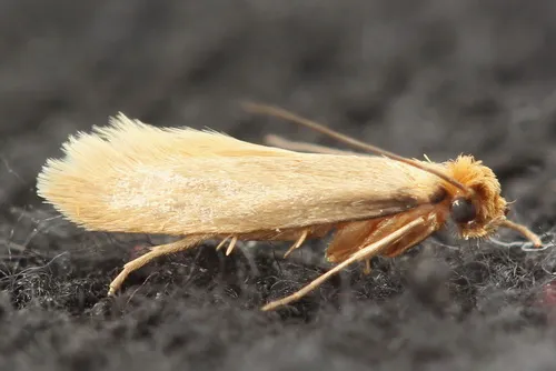 Common Clothes Moth