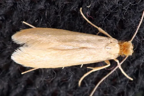 Common Clothes Moth - photo 4