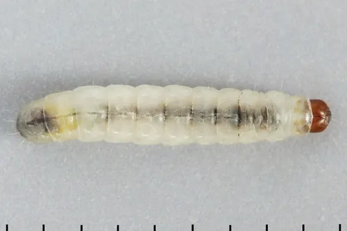 Common Clothes Moth - photo 5