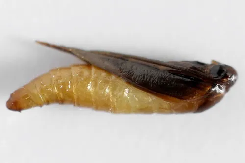Common Clothes Moth - photo 7