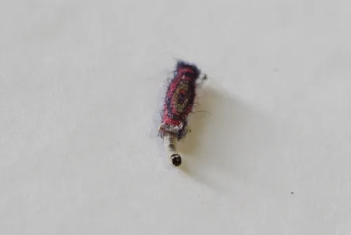 Common Clothes Moth - photo 8