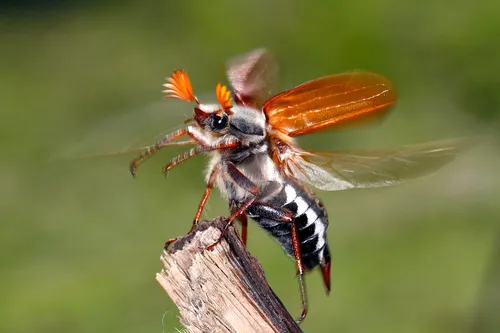 Common Cockchafer