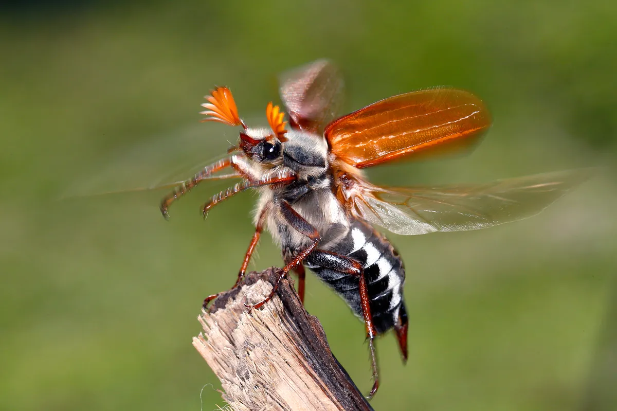 Common Cockchafer - photo 3