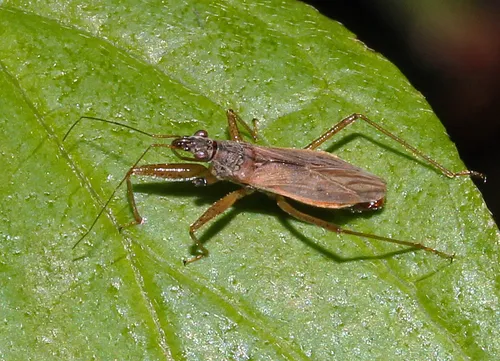 Common Damsel Bug