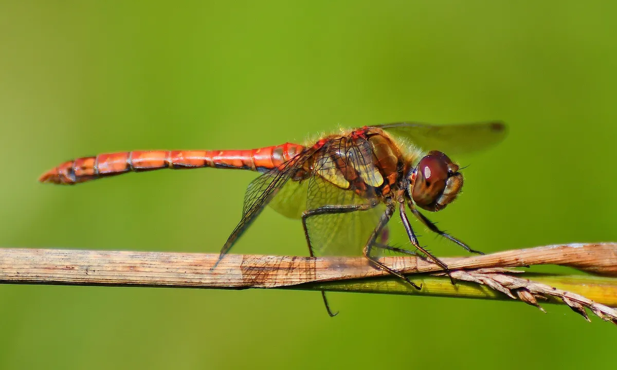 Common Darter - photo 3