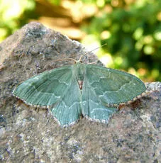 Common Emerald - photo 2