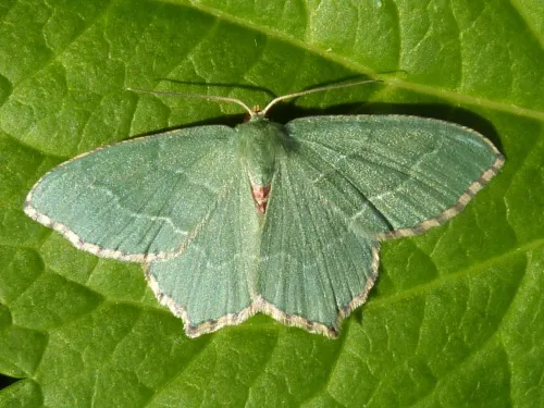 Common Emerald - photo 3