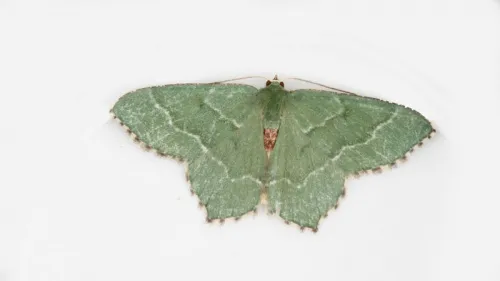 Common Emerald - photo 4