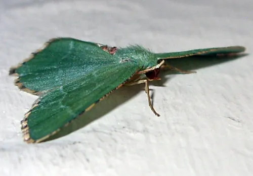 Common Emerald - photo 5