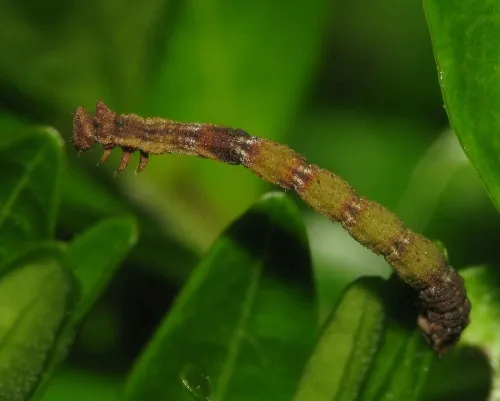 Common Emerald - photo 6