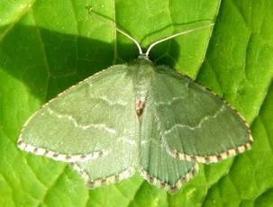 Common Emerald - photo 7