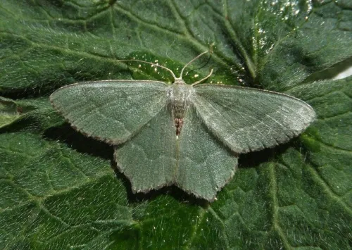 Common Emerald - photo 8
