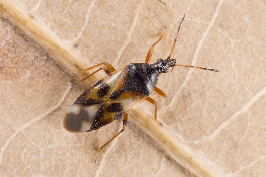 Common Flower Bug - photo 2