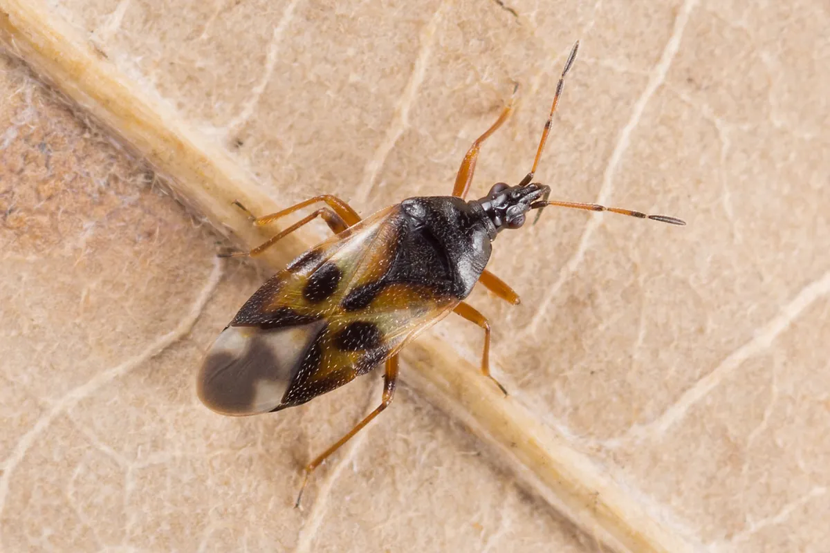 Common Flower Bug - photo 3