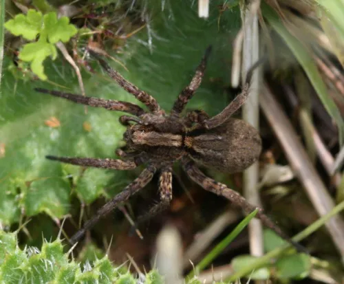 Common Fox-spider