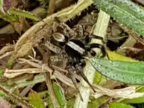 Common Fox-spider - photo 2