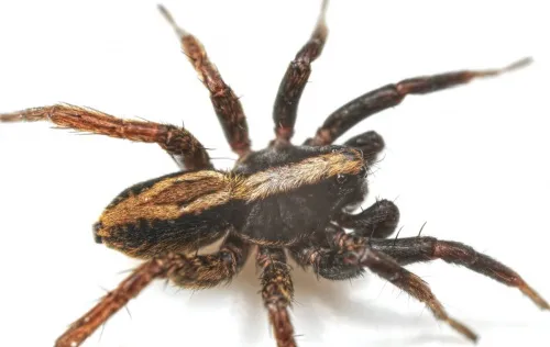 Common Fox-spider - photo 3