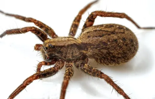 Common Fox-spider - photo 4