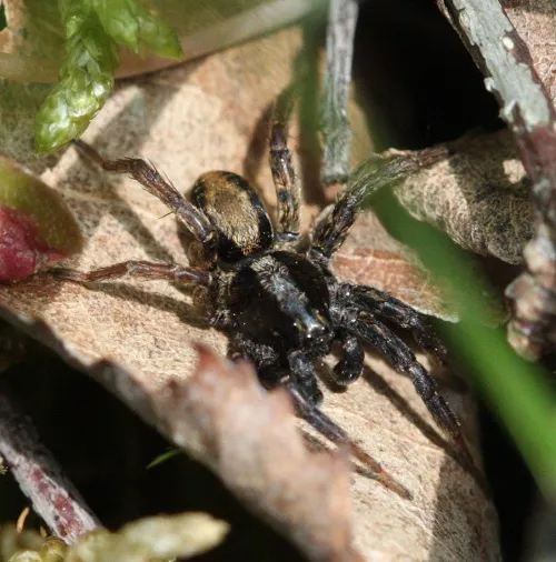 Common Fox-spider - photo 7